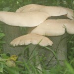Macrocybe titans, found on the trail along the west side of the front retention pond.